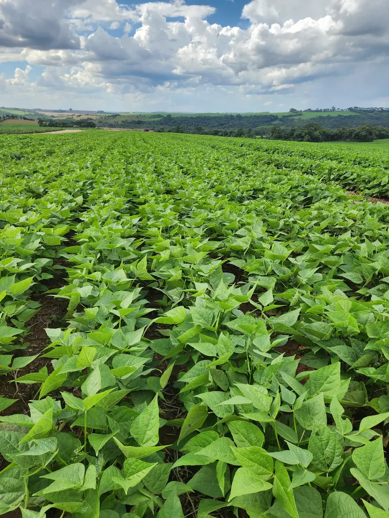 Nossa Lavoura no Paraná